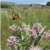 Federal officials weigh ESA listing for monarch butterfly